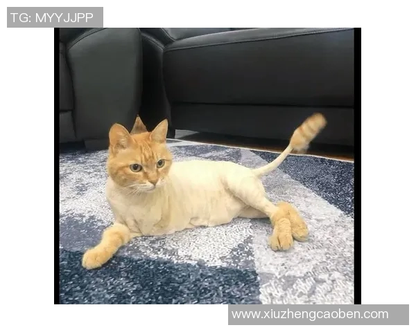 足球明星与宠物的温馨时刻：他们的生活与赛场之外的情感纽带